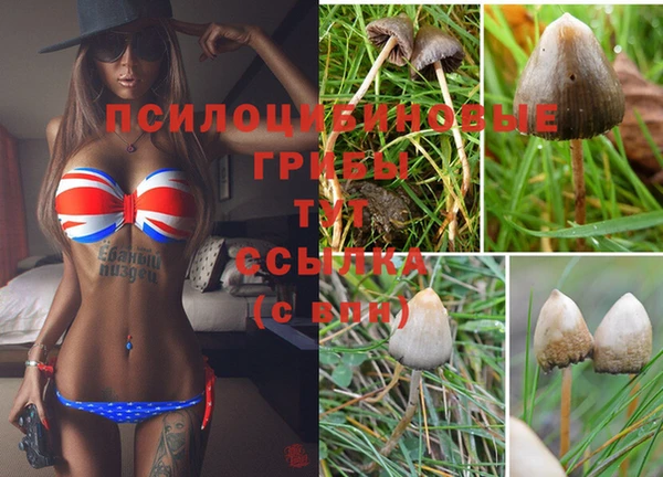 jwh Пересвет