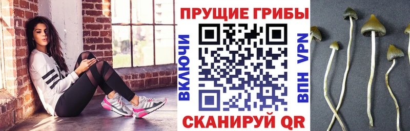 сколько стоит  Лагань  Галлюциногенные грибы Cubensis 